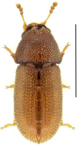 Ennearthron cornutum